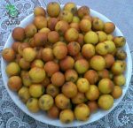 بذر میوه کنار بیفیدا کریستی یا کنار خار مسیح  (Ziziphus spina christi)