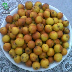 بذر میوه کنار بیفیدا کریستی یا کنار خار مسیح  (Ziziphus spina christi)