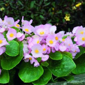 بذر بگونیا همیشه گل دار (Begonia semperflorens f1 sprint appleblossom)