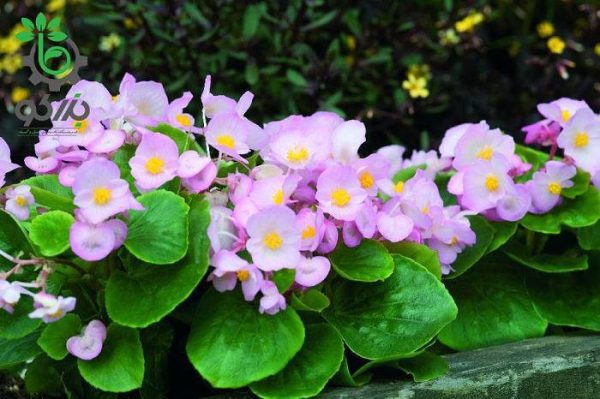 بذر بگونیا همیشه گل دار (Begonia semperflorens f1 sprint appleblossom)