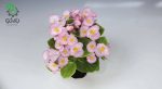 بذر بگونیا همیشه گل دار (Begonia semperflorens f1 sprint appleblossom)