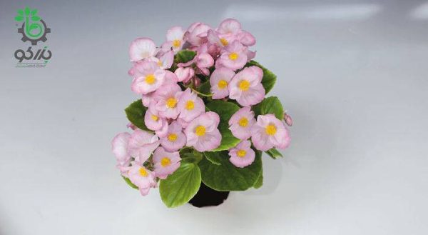 بذر بگونیا همیشه گل دار (Begonia semperflorens f1 sprint appleblossom)