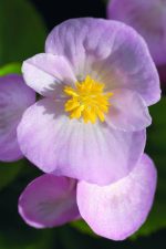 بذر بگونیا همیشه گل دار (Begonia semperflorens f1 sprint appleblossom)