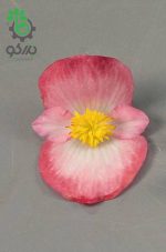 بذر بگونیا همیشه گل دار  (Begonia semperflorens f1 sprint plus Blush)