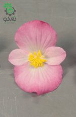 بذر بگونیا سمپرفلورنس (Begonia semperflorens f1 sprint plus pink)