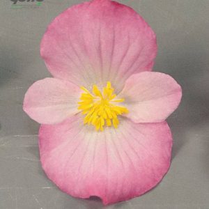 بذر بگونیا سمپرفلورنس (Begonia semperflorens f1 sprint plus pink)