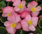 بذر بگونیا سمپرفلورنس (Begonia semperflorens f1 sprint plus pink)