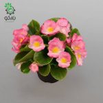 بذر بگونیا سمپرفلورنس (Begonia semperflorens f1 sprint plus pink)