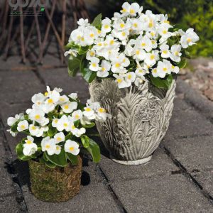 بذر بگونیا سمپرفلورنس سفید (Begonia semperflorens sprint plus white)