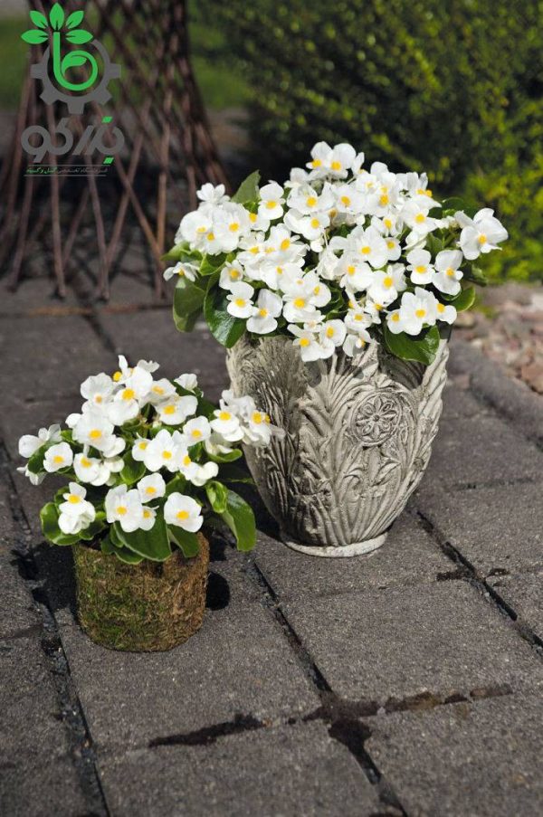 بذر بگونیا سمپرفلورنس سفید (Begonia semperflorens sprint plus white)