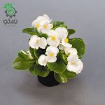 بذر بگونیا سمپرفلورنس سفید (Begonia semperflorens sprint plus white)