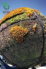 بذر ساکولنت سمپرویوم (Sempervivum Hardy Perennial Species)
