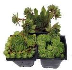 بذر ساکولنت سمپرویوم (Sempervivum Hardy Perennial Species)
