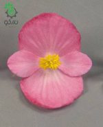 بذر بگونیا همیشه گل دار رنگ سرخ (Begonia semperflorens f1 sprint rose)