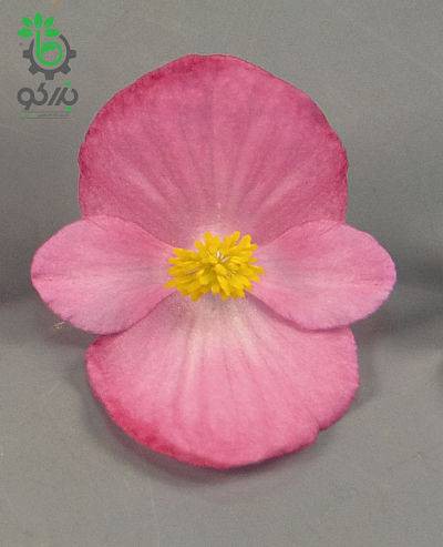 بذر بگونیا همیشه گل دار رنگ سرخ (Begonia semperflorens f1 sprint rose)