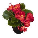 بذر بگونیا همیشه گل دار رنگ قرمز (Begonia semperflorens f1 sprint red)