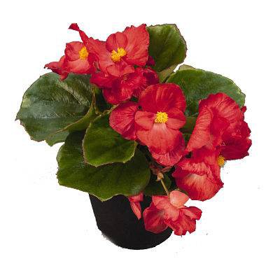 بذر بگونیا همیشه گل دار رنگ قرمز (Begonia semperflorens f1 sprint red)