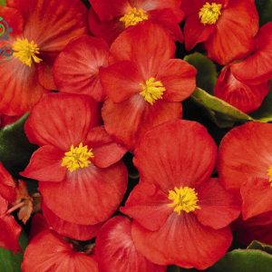 بذر بگونیا همیشه گل دار رنگ قرمز (Begonia semperflorens f1 sprint red)