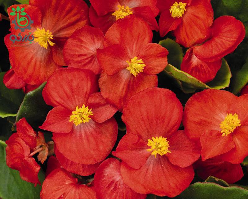 بذر بگونیا همیشه گل دار رنگ قرمز (Begonia semperflorens f1 sprint red)