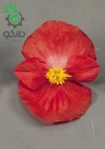 بذر بگونیا همیشه گل دار رنگ قرمز (Begonia semperflorens f1 sprint red)