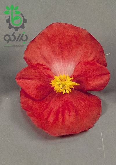 بذر بگونیا همیشه گل دار رنگ قرمز (Begonia semperflorens f1 sprint red)
