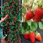 بذر  Climbing Strawberry (توت فرنگی)