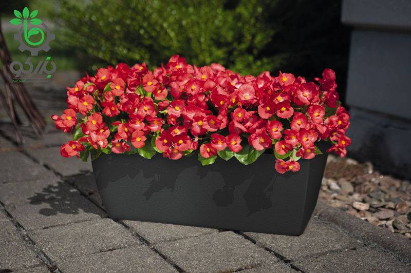 بذر بگونیا همیشه گل دار رنگ قرمز (Begonia semperflorens f1 sprint red)