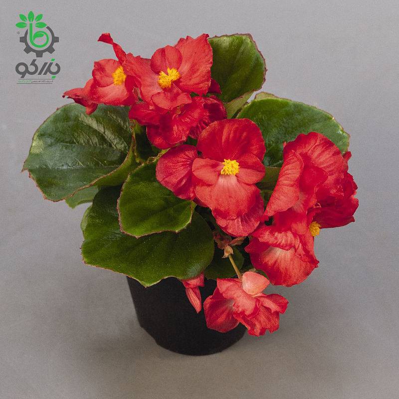 بذر بگونیا همیشه گل دار رنگ قرمز (Begonia semperflorens f1 sprint red)