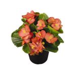 بذر بگونیا همیشه گل دار رنگ نارنجی (Begonia semperflorens f1 sprint orange)