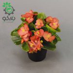 بذر بگونیا همیشه گل دار رنگ نارنجی (Begonia semperflorens f1 sprint orange)