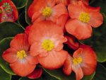 بذر بگونیا همیشه گل دار رنگ نارنجی (Begonia semperflorens f1 sprint orange)