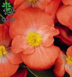 بذر بگونیا همیشه گل دار رنگ نارنجی (Begonia semperflorens f1 sprint orange)