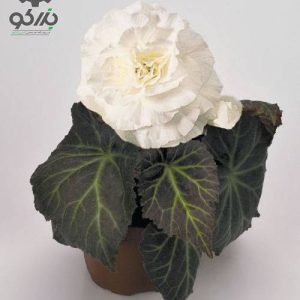 بذر بگونیا غده ای نان استاپ موکا سفید (Begonia tuberhybrida Nonstop Mocca White)