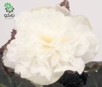 بذر بگونیا غده ای نان استاپ موکا سفید (Begonia tuberhybrida Nonstop Mocca White)