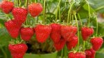 بذر  Climbing Strawberry (توت فرنگی)
