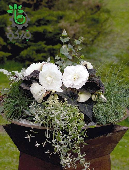 بذر بگونیا غده ای نان استاپ موکا سفید (Begonia tuberhybrida Nonstop Mocca White)