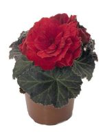 بذر بگونیا غده ای نان استاپ موکا سرخ (Begonia tuberhybrida Nonstop Mocca scarlet)