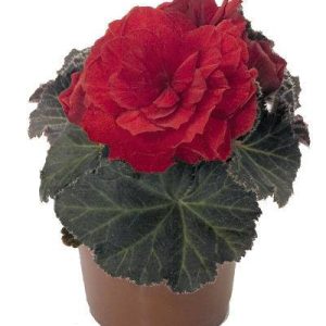 بذر بگونیا غده ای نان استاپ موکا سرخ (Begonia tuberhybrida Nonstop Mocca scarlet)