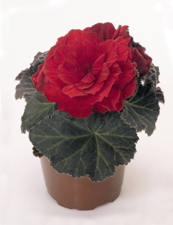 بذر بگونیا غده ای نان استاپ موکا سرخ (Begonia tuberhybrida Nonstop Mocca scarlet)