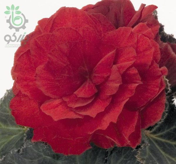 بذر بگونیا غده ای نان استاپ موکا سرخ (Begonia tuberhybrida Nonstop Mocca scarlet)