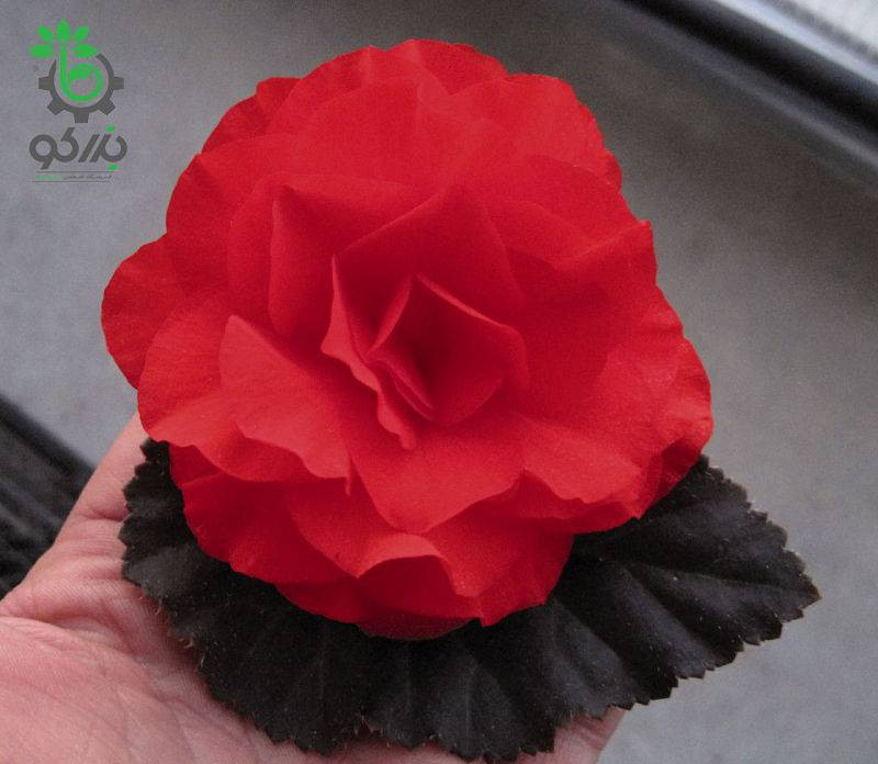 بذر بگونیا غده ای نان استاپ موکا سرخ (Begonia tuberhybrida Nonstop Mocca scarlet)