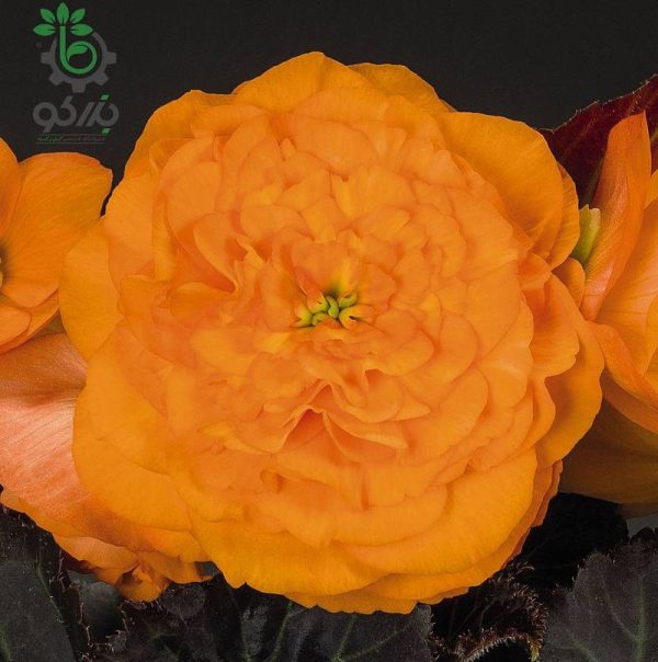 بذر بگونیا غده ای نان استاپ موکا نارنجی (Begonia tuberhybrida Nonstop Mocca orange)