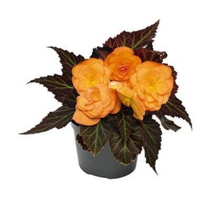 بذر بگونیا غده ای نان استاپ موکا نارنجی (Begonia tuberhybrida Nonstop Mocca orange)