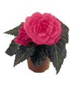 بذر بگونیا غده ای نان استاپ موکا صورتی (Begonia tuberhybrida Nonstop Mocca pink shades)