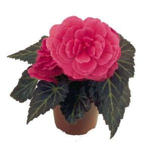 بذر بگونیا غده ای نان استاپ موکا صورتی (Begonia tuberhybrida Nonstop Mocca pink shades)