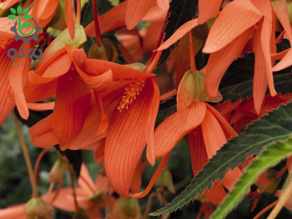بذر بگونیا سانفرانسیسکو (Begonia boliviensis f1 San Francisco)