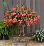 بذر بگونیا سانفرانسیسکو (Begonia boliviensis f1 San Francisco)