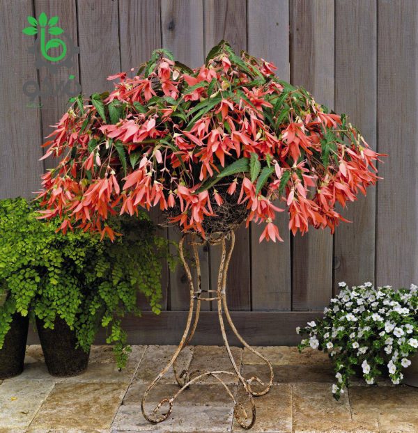 بذر بگونیا سانفرانسیسکو (Begonia boliviensis f1 San Francisco)