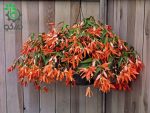 بذر بگونیا سانفرانسیسکو (Begonia boliviensis f1 San Francisco)