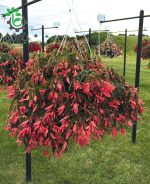 بذر بگونیا سانفرانسیسکو (Begonia boliviensis f1 San Francisco)